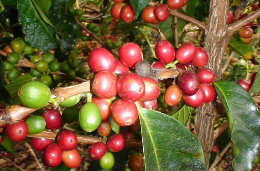 image n.9 of San José: Arenal Volcano, Waterfalls, Coffee and Hot Springs activity in Alajuela Province, uploaded by supplier