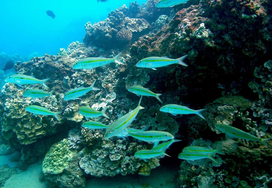 image n.8 of South Maui: Whale Watch Kayaking and Snorkel Tour in Kihei activity in Kihei, uploaded by supplier
