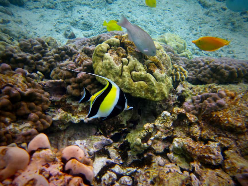 image n.9 of South Maui: Whale Watch Kayaking and Snorkel Tour in Kihei activity in Kihei, uploaded by supplier