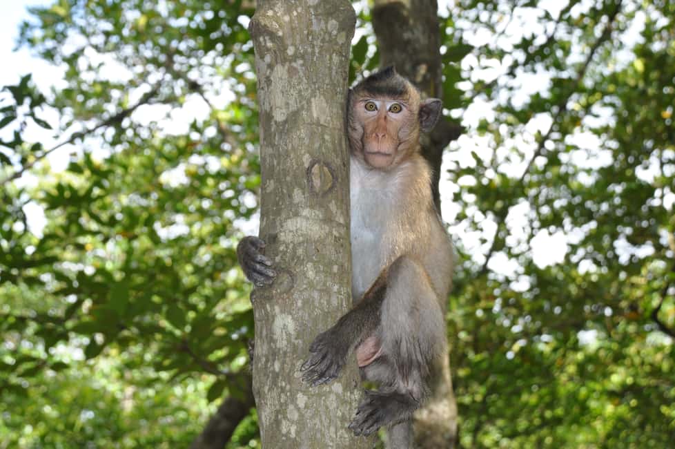 Immagine nº 4 di Da Ho Chi Minh City: Tour guidato della foresta di mangrovie di Can Gio attività a Vietnam meridionale, caricata dal fornitore
