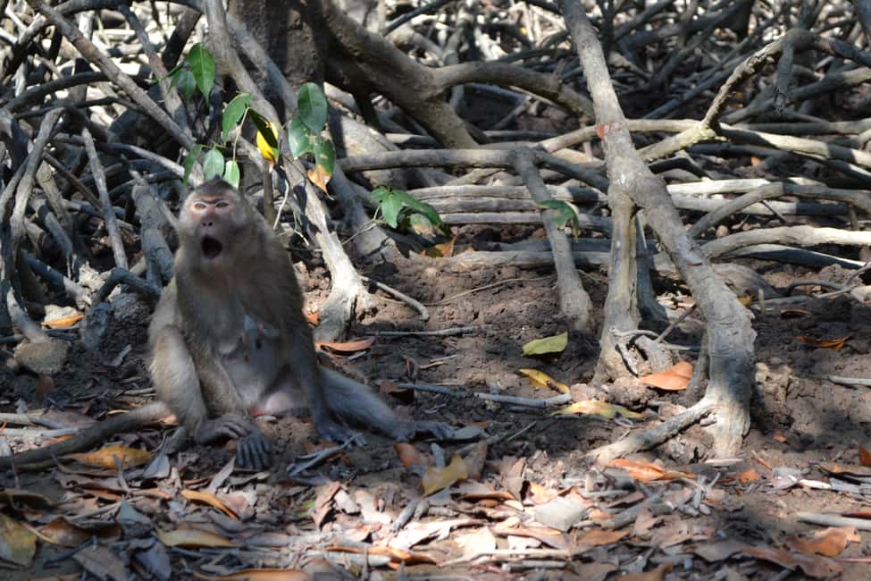 Immagine nº 6 di Da Ho Chi Minh City: Tour guidato della foresta di mangrovie di Can Gio attività a Vietnam meridionale, caricata dal fornitore