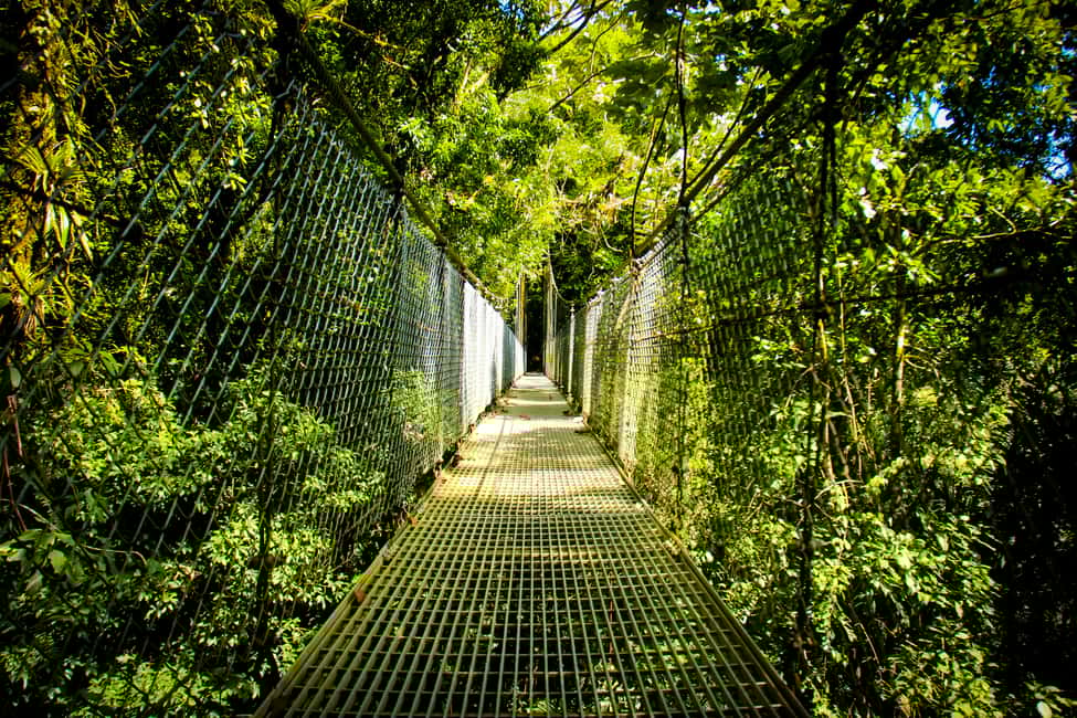 image n.5 of Arenal Hanging Bridges Half-Day Tour from La Fortuna activity in La Fortuna, uploaded by supplier