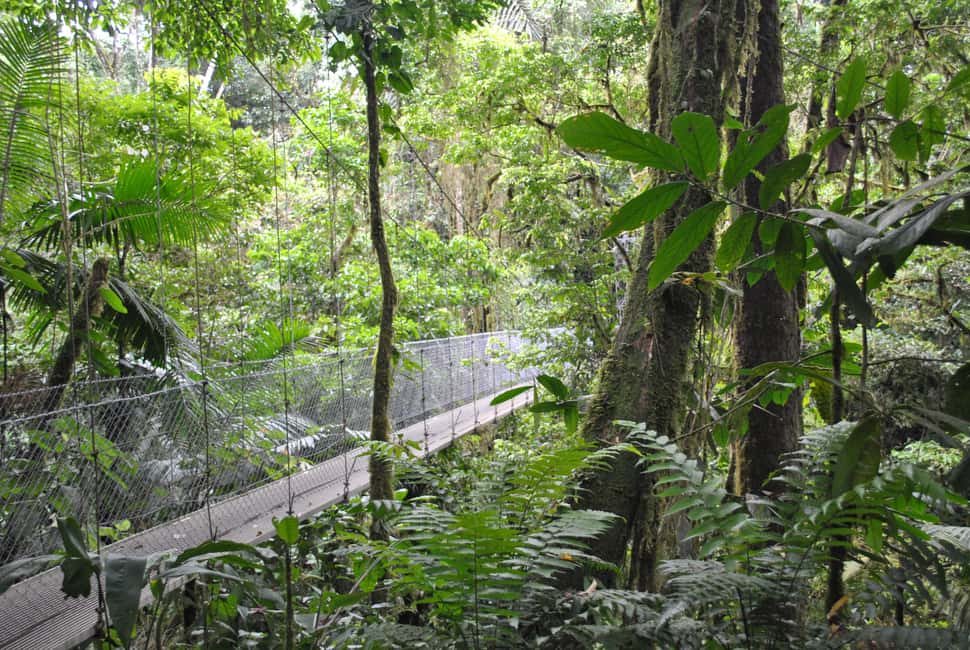 image n.10 of Arenal Hanging Bridges Half-Day Tour from La Fortuna activity in La Fortuna, uploaded by supplier
