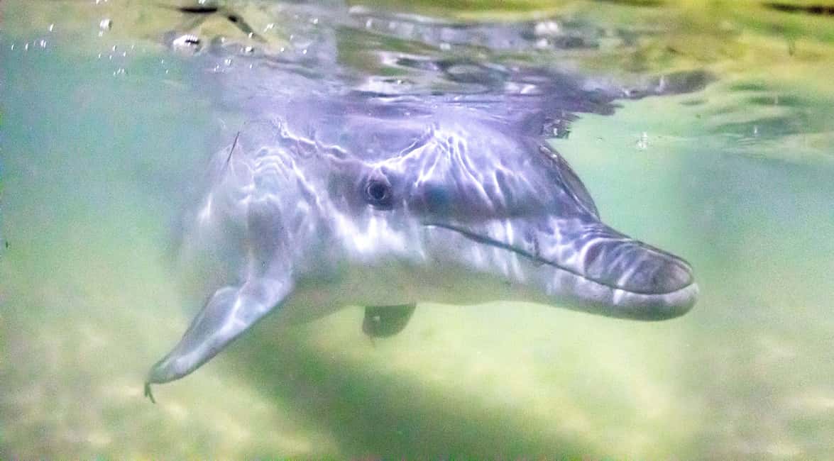 image n.2 of Moreton Island: Tangalooma Snorkeling Tour & Dolphin Feeding activity in Brisbane, uploaded by supplier
