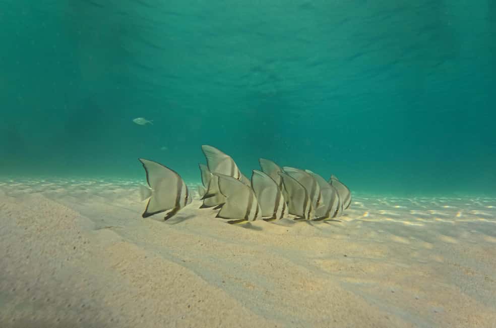 billede nr.7 af aktiviteten Ko Tao: Snorkeltur for senvågnere med frokost og fotos i Thailandbugten, uploadet af udbyder