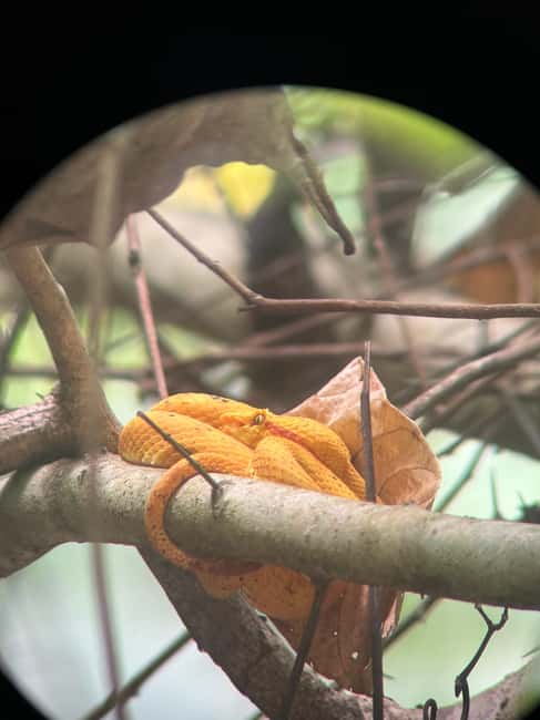 image n.17 of Cahuita: Walking Tour and Wildlife Sightseeing, Tour with Tour Guide activity in Limón Province, uploaded by supplier