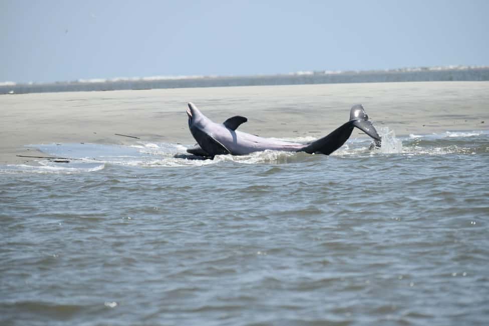 image n.16 of Charleston: Morris Island Dolphin Cruise with Beachcombing activity in Charleston, uploaded by supplier
