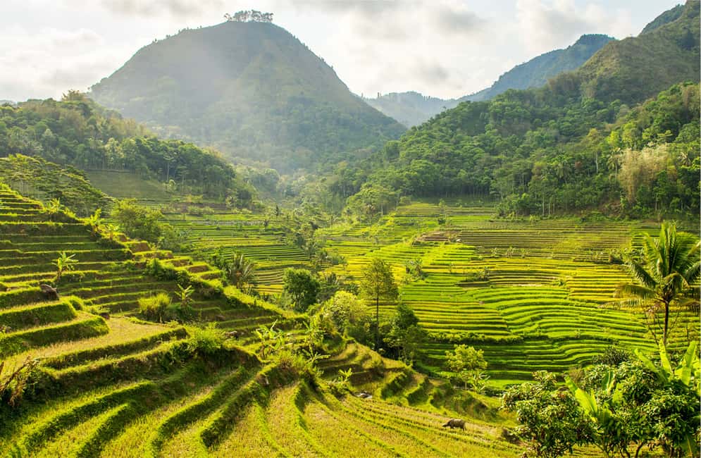 image n.1 of Yogyakarta: Selogriyo Temple Tour & Java Rice Terrace Trek activity in Kota Magelang, uploaded by supplier