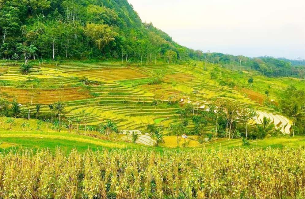 image n.3 of Yogyakarta: Selogriyo Temple Tour & Java Rice Terrace Trek activity in Kota Magelang, uploaded by supplier