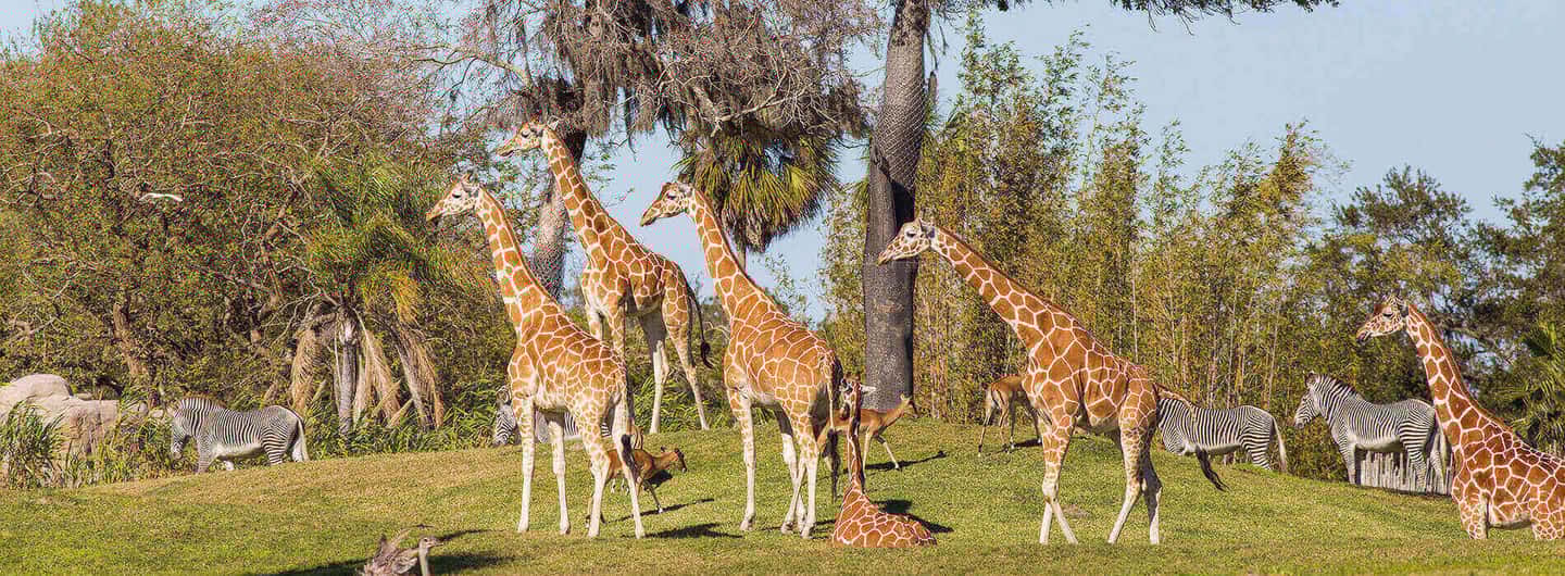 image n.2 of Tampa: Busch Gardens Tampa Bay Ticket & Multi-Park Options activity in Tampa, uploaded by supplier
