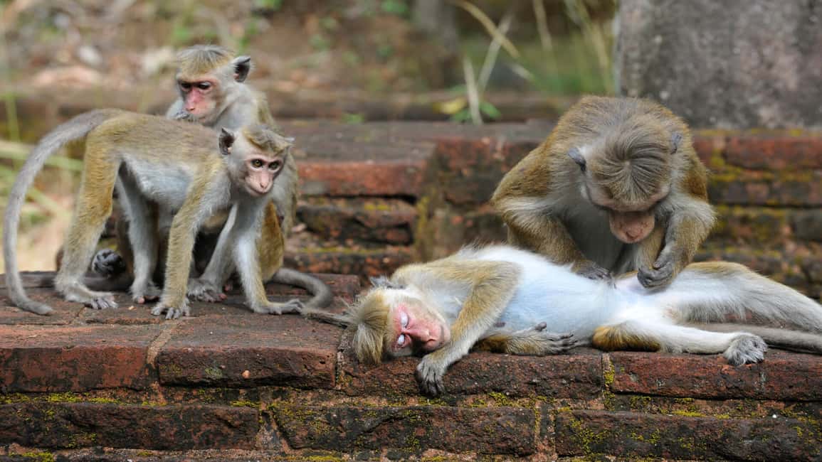image n.7 of Kandy: Sigiriya Fortress & Cave Temple Full Day Private Tour activity in Dambulla, uploaded by supplier