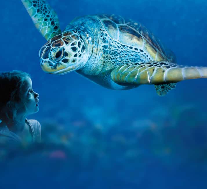 image n.2 of Benalmadena Aquarium Visit activity in Benalmadena, uploaded by supplier