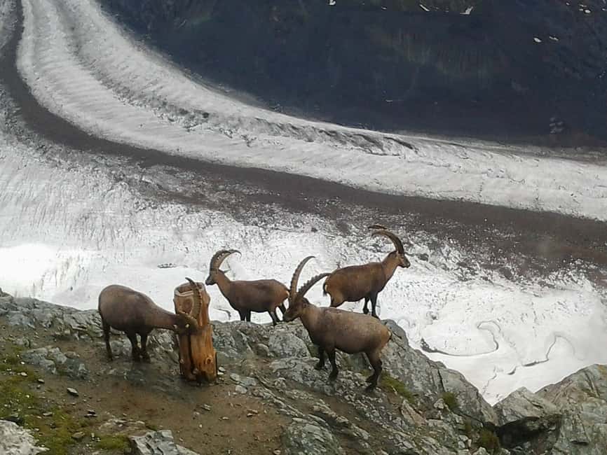 image n.3 of Zermatt: Village Walk and Mt. Gornergrat Private Tour activity in Zermatt, uploaded by supplier