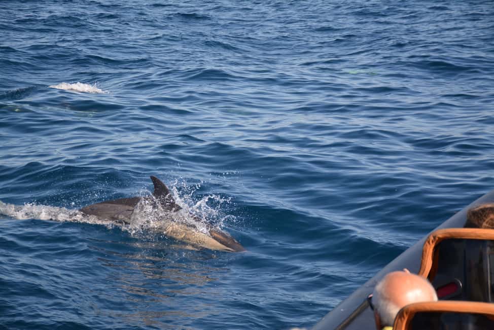 image n.4 of Dolphin Safari and Cave Tour in Vilamoura activity in Vilamoura, uploaded by supplier