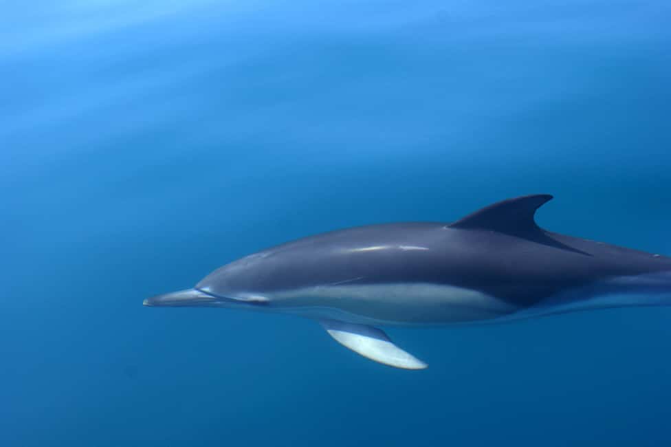 image n.5 of Dolphin Safari and Cave Tour in Vilamoura activity in Vilamoura, uploaded by supplier