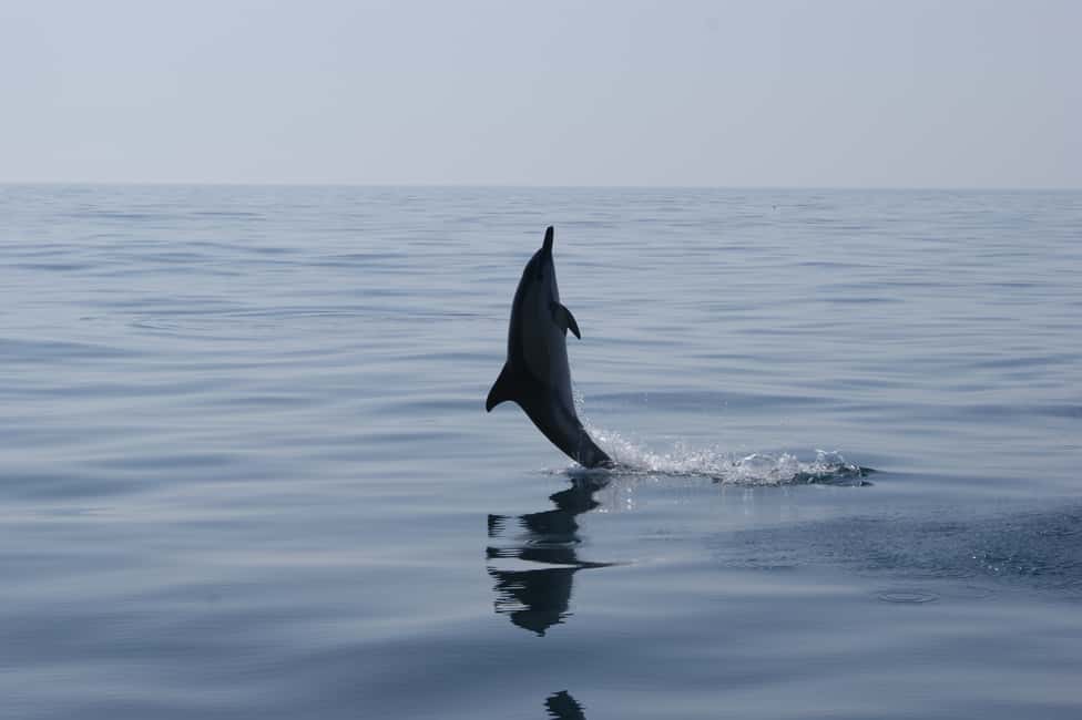 image n.8 of Dolphin Safari and Cave Tour in Vilamoura activity in Vilamoura, uploaded by supplier