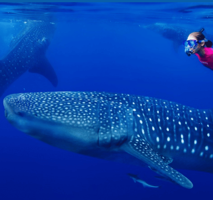 image n.6 of AMAZING SUMBAWA WHALE SHARK TOUR activity in West Nusa Tenggara, uploaded by supplier