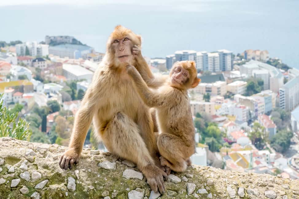 bild nr.5 av Från Malaga och Costa del Sol: Gibraltar Sightseeing Tour aktivitet i Gibraltar, uppladdad av arrangören