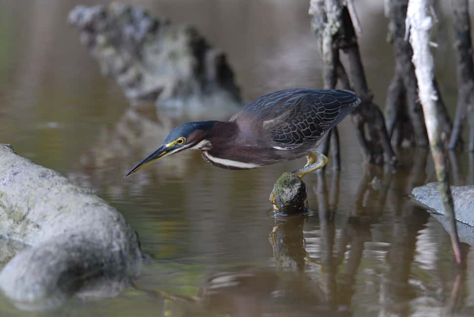 image n.2 of Everglades Private 2.5 Hour Photo and Birding Safari activity in Everglades City, uploaded by supplier