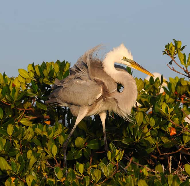 image n.4 of Everglades Private 2.5 Hour Photo and Birding Safari activity in Everglades City, uploaded by supplier