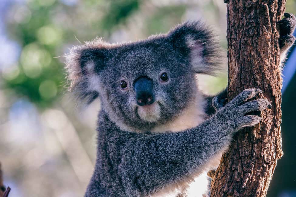 image n.6 of Sydney: Taronga Zoo Tickets activity in Sydney, uploaded by supplier