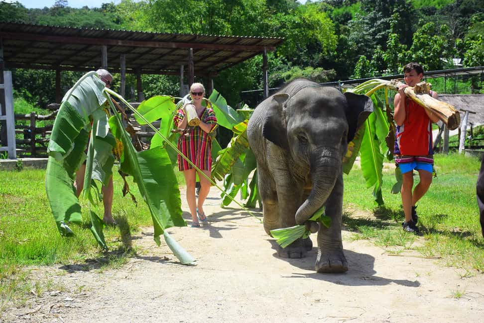 image n.5 of From Chiang Mai: Elephant Care Program and Nursery Tour activity in Chiang Mai, uploaded by supplier