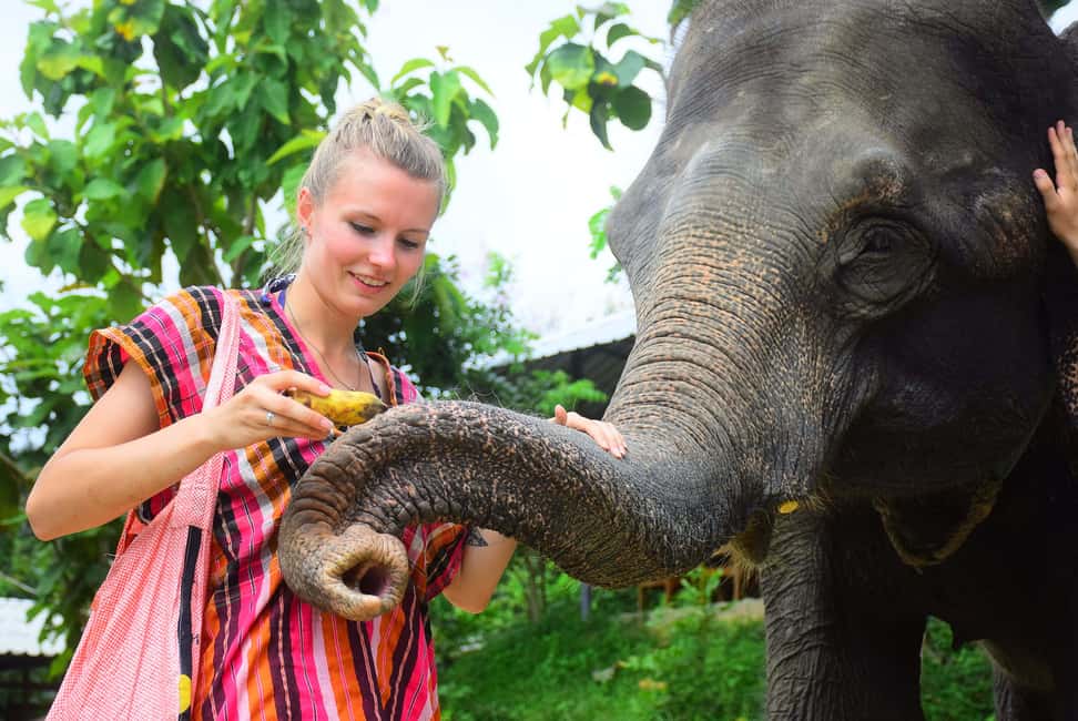 image n.6 of From Chiang Mai: Elephant Care Program and Nursery Tour activity in Chiang Mai, uploaded by supplier