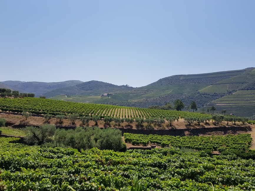 Bild Nr. 16 von Porto: 3 Douro Valley Vineyards Tour mit Mittagessen Aktivität in Região Norte, hochgeladen vom Anbieter