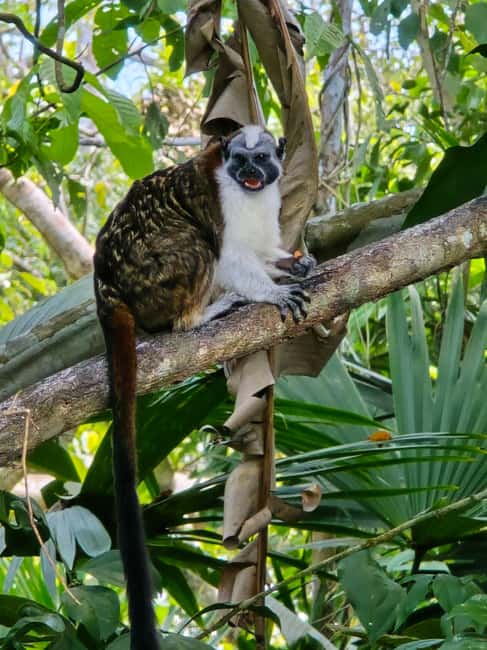 image n.11 of Monkey Island and Indian Village Tour activity in Panama Province, uploaded by supplier