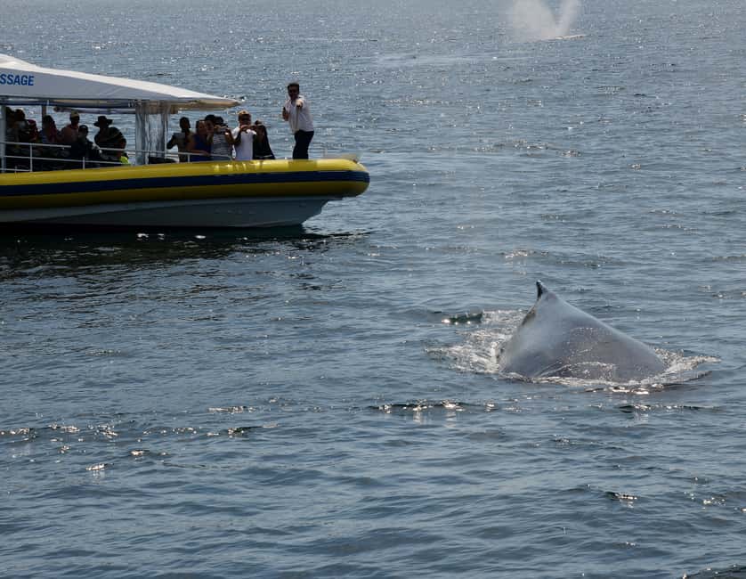 image n.8 of Jervis Bay: 2-Hour Whale Watching Cruise activity in New South Wales, uploaded by supplier
