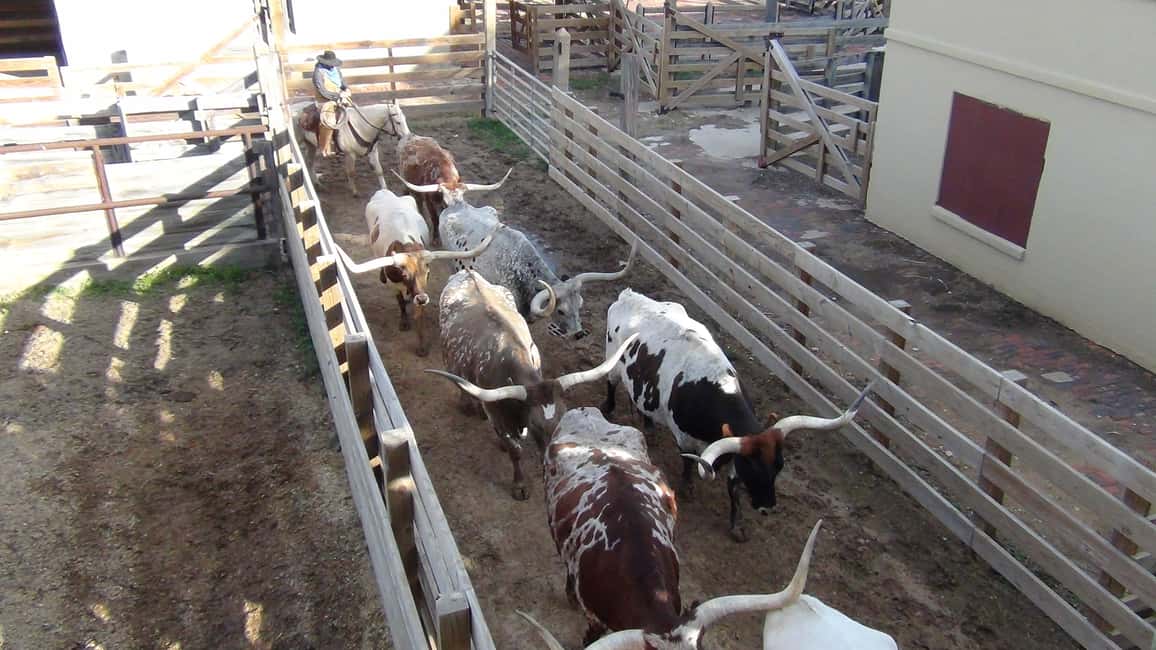 image n.11 of From Dallas: Fort Worth Guided Day Tour activity in Fort Worth, uploaded by supplier