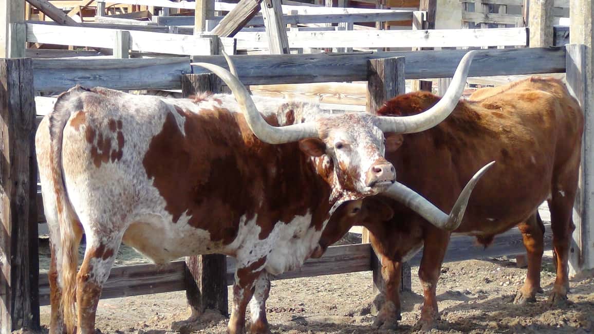 image n.29 of From Dallas: Fort Worth Guided Day Tour activity in Fort Worth, uploaded by supplier