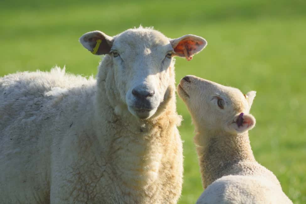 image n.8 of From London: Full-Day Cotswolds Small-Group Tour activity in Bibury, uploaded by supplier