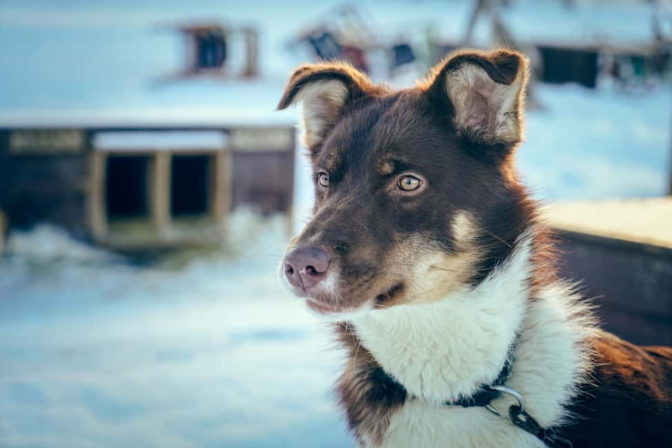 bilde nr.9 av Tromsø: Husky-sledekjøring med tradisjonell lunsj aktivitet i Tromsø, lastet opp av leverandør