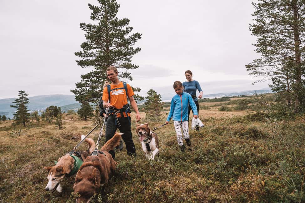 image n.2 of Tromsø: Husky Hike and Puppy Visit with Traditional Lunch activity in Tromsø, uploaded by supplier