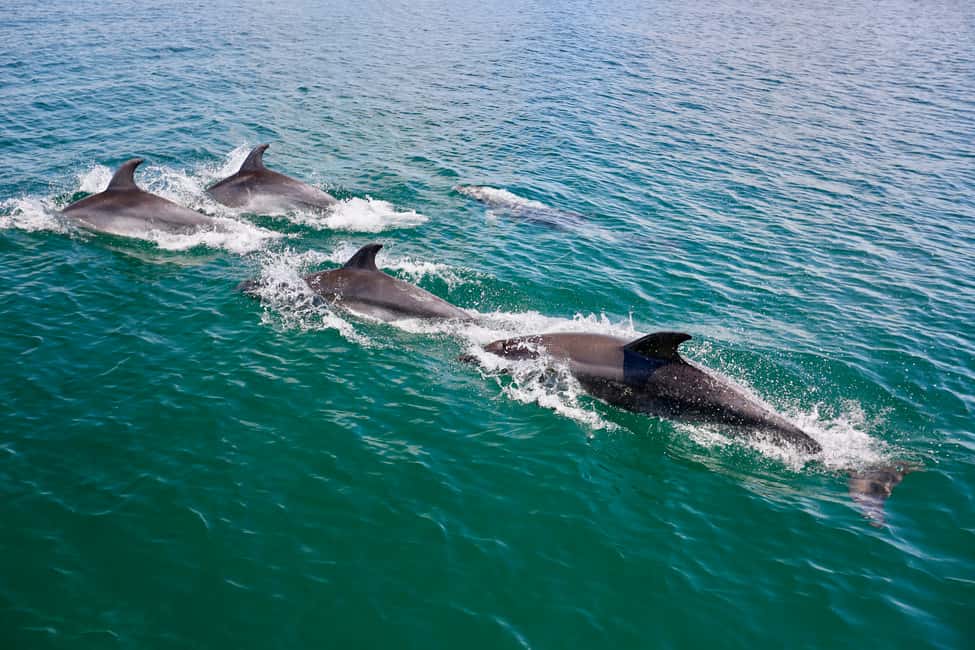 image n.4 of Vilamoura: Boat Tour Dolphin Quest activity in Vilamoura, uploaded by supplier