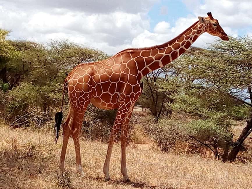 image n.7 of Nairobi National Park Half-Day Game Drive activity in Nairobi, uploaded by supplier