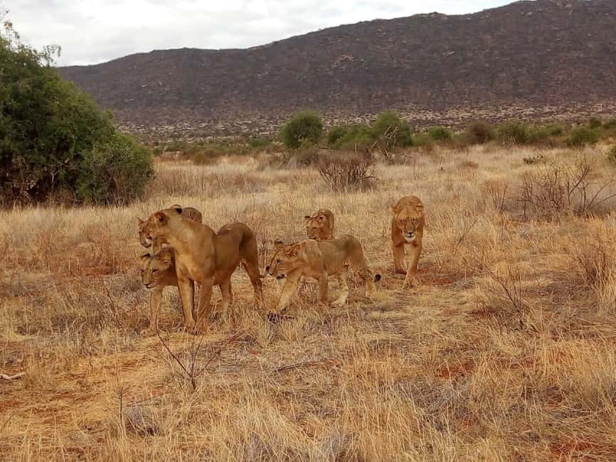 image n.8 of Nairobi National Park Half-Day Game Drive activity in Nairobi, uploaded by supplier