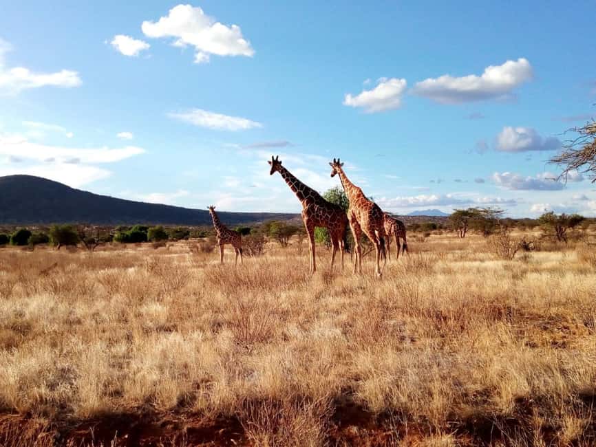 image n.9 of Nairobi National Park Half-Day Game Drive activity in Nairobi, uploaded by supplier