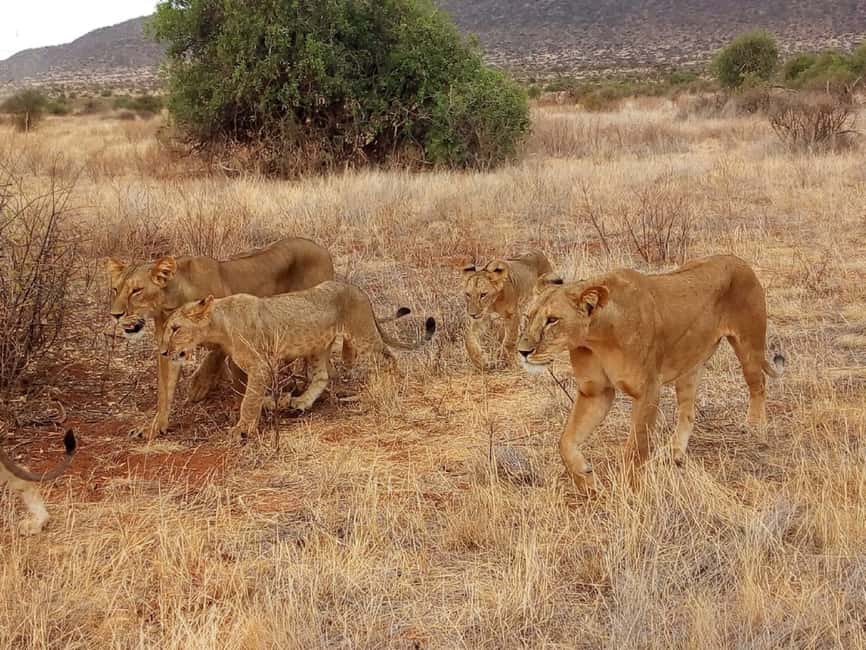 image n.13 of Nairobi National Park Half-Day Game Drive activity in Nairobi, uploaded by supplier