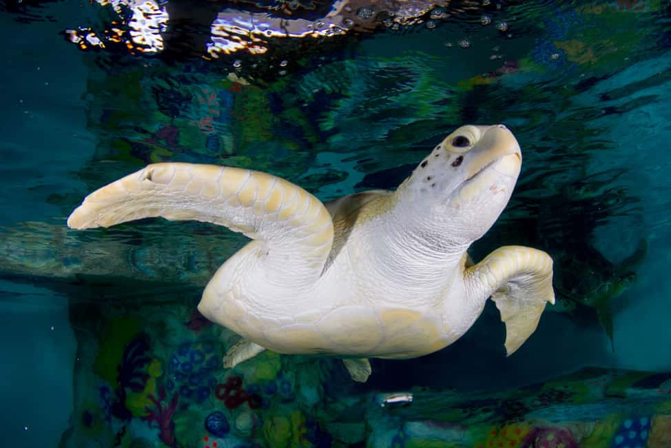 image n.2 of Clearwater: Eco-Certified Marine Aquarium General Admission activity in Clearwater, uploaded by supplier