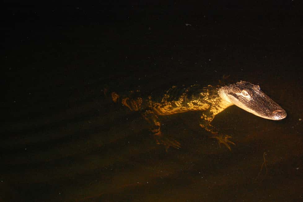 image n.9 of Sawgrass Park: Private 1-Hour Airboat Adventure Tour activity in Fort Lauderdale, uploaded by supplier