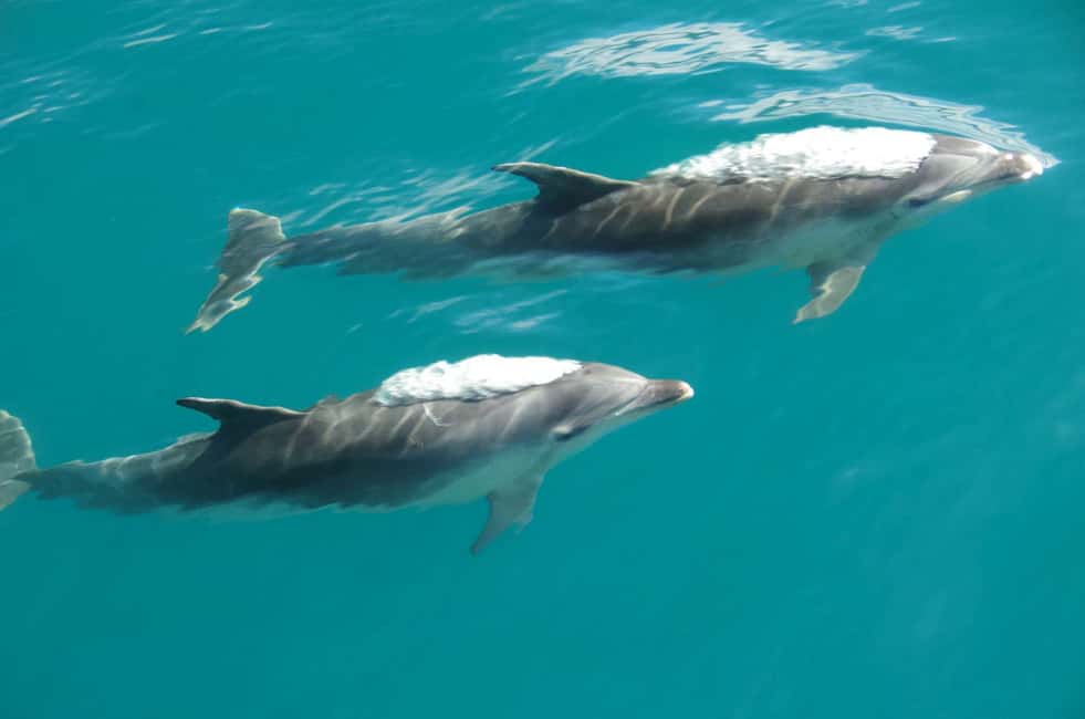 image n.8 of Abel Tasman National Park Scenic Cruise activity in South Island, uploaded by supplier