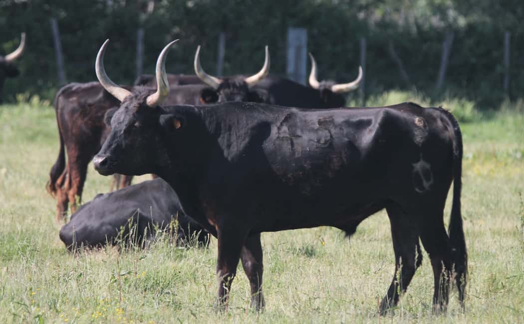 Bild Nr. 8 von Ab Arles: Halbtägige 4x4 Camargue Safari Aktivität in Arles, hochgeladen vom Anbieter