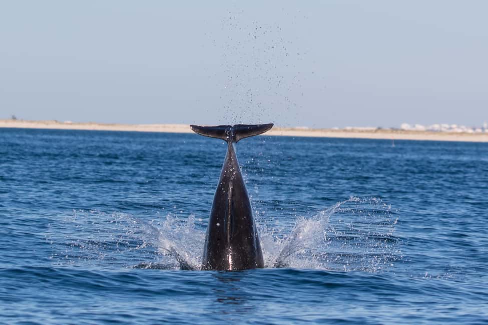 image n.3 of Cabanas de Tavira: Dolphin Watching Boat Tour activity in Algarve, uploaded by supplier