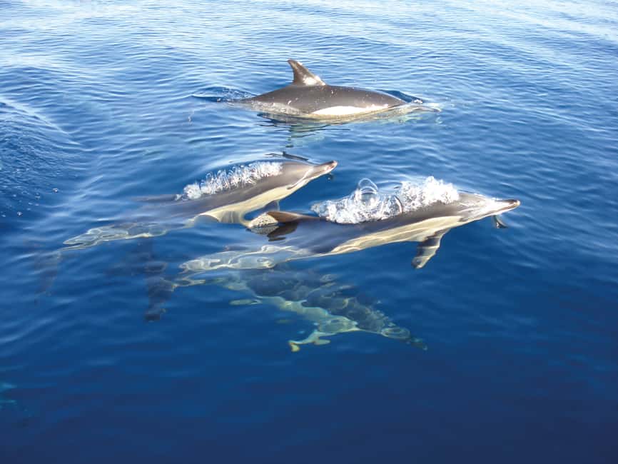 image n.4 of Cabanas de Tavira: Dolphin Watching Boat Tour activity in Algarve, uploaded by supplier