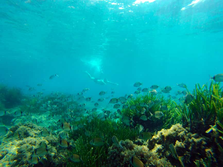 image n.11 of Cabo de Gata: Natural Park Kayaking and Snorkel Excursion activity in Almeria, uploaded by supplier