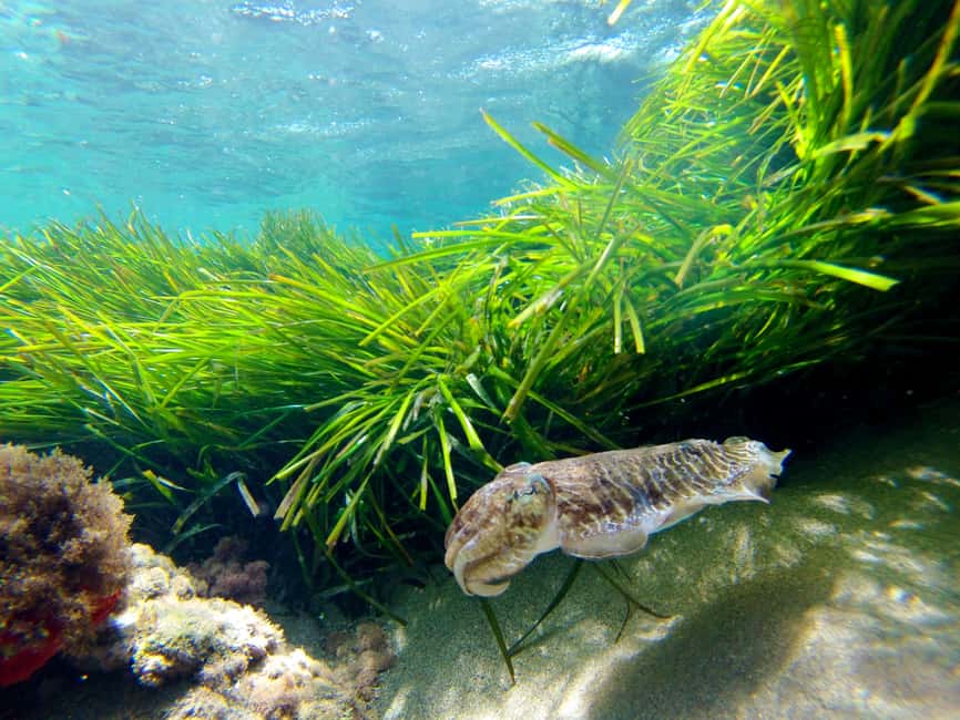 image n.10 of Cabo de Gata: Natural Park Kayaking and Snorkel Excursion activity in Almeria, uploaded by supplier