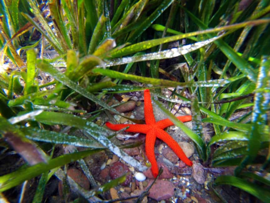 image n.7 of Cabo de Gata: Natural Park Kayaking and Snorkel Excursion activity in Almeria, uploaded by supplier