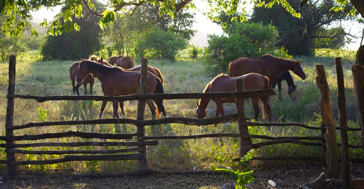 imagem n.1 de Excursão a cavalo e a nado atividade em Kingston, Jamaica, carregada pelo fornecedor
